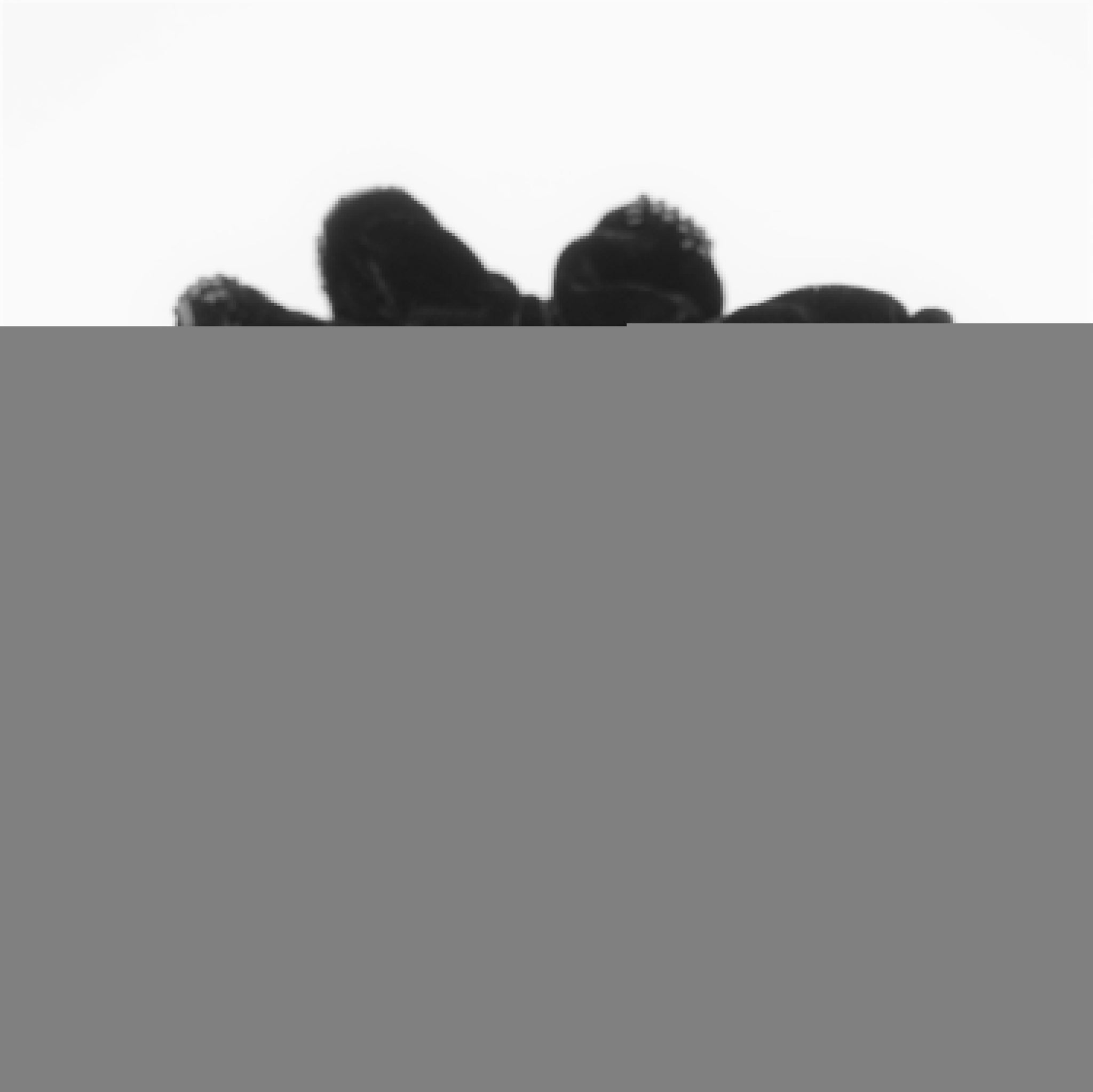 veryshine.com scrunchies/hair holder Black Beaded Trim Luxury Silk Velvet Hair Elastic Black Scrunchies